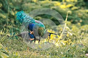 Peacocks walk in the meadows. Peacocks are large pheasant-type birds