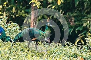 Peacocks walk in the meadows. Peacocks are large pheasant-type birds