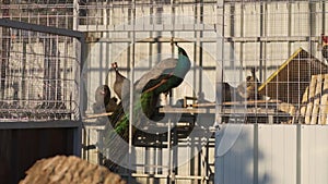 Peacocks walk in an open enclosure