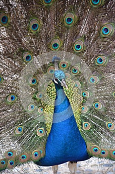 Peacocks walking freely in Bodrum, calm prevails here, Turkey\'s most famous holiday destination