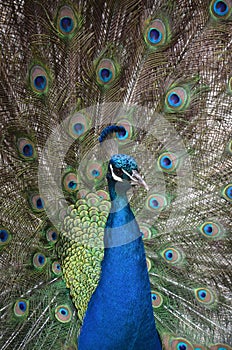 Peacocks walking freely in Bodrum, calm prevails here, Turkey\'s most famous holiday destination