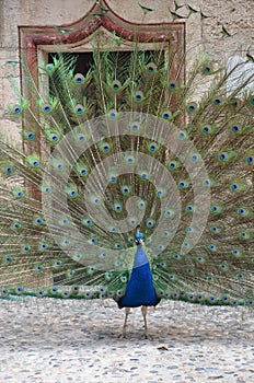 Peacocks walking freely in Bodrum, calm prevails here, Turkey\'s most famous holiday destination photo