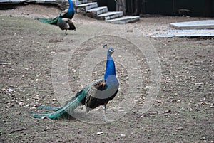 Peacocks at the zoo
