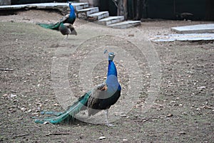 Peacocks at the zoo