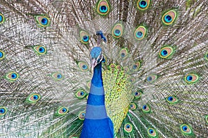 Peacok displaying its beautiful feathers