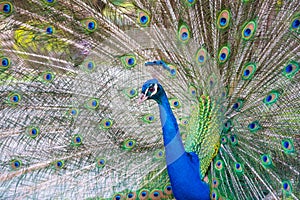 Peacok displaying its beautiful feathers