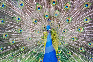 Peacok displaying its beautiful feathers