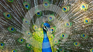Peacok displaying its beautiful feathers