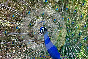 Peacok with spreaded feathers showing colors of nature