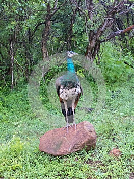 Peacook in Srilanka