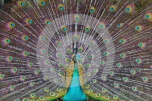 Peafowl