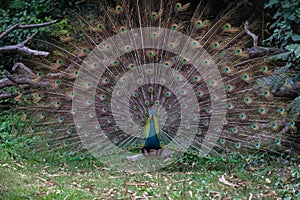 Peafowl