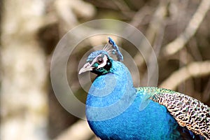 Peafowl