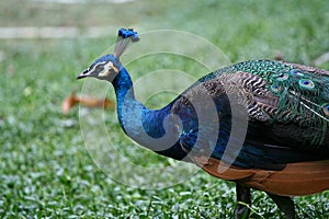 Peafowl