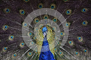 Peafowl