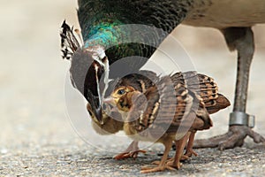 Peafowl family