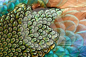Peafowl feather