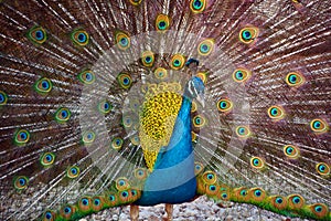 The peafowl