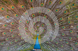 The peafowl