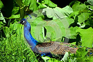 The peafowl include two Asiatic bird species