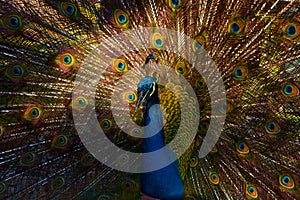 The peafowl include two Asiatic bird species the blue or Indian peafow