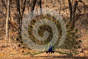 Peafowl or male peacock dancing with full colorful wingspan to attracts female partners for mating at ranthambore national park