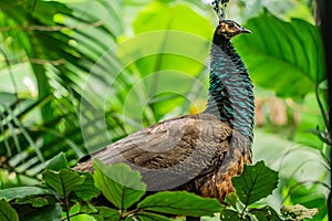 Peafowl (males are peacocks and females are peahens) are classified as a domestic species in Florida.