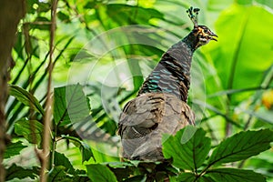 Peafowl (males are peacocks and females are peahens) are classified as a domestic species in Florida.