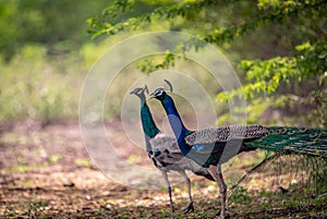 Peafowl -  Pair Male and Female