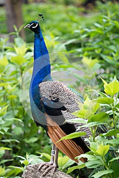 Peafowl Pavo cristatus Peacock at Philadelphia Zoo