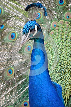 Peafowl / Peacock