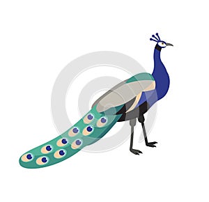 Peafowl or peacock isolated on white background. Beautiful graceful exotic tropical bird with bright colored extravagant