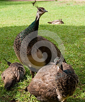 Peahen photo