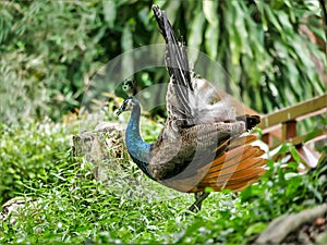 Peahen with electric blue and aqua feathers