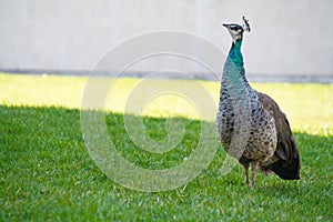 Peahen photo