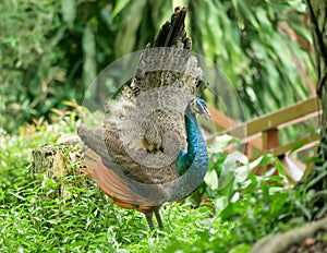 Peahen with a lacey fan like tail.