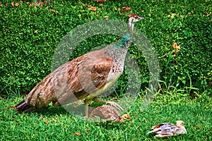 Peahen with Nestlings photo