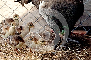 Peahen with peachicks in a cage photo