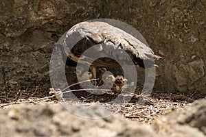Peahen with chicks