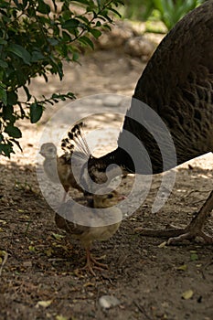 Peahen with chicks