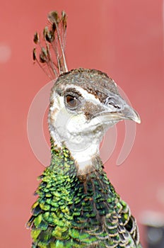 Peahen photo