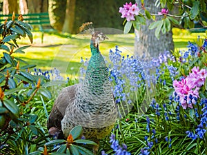 Peahen roaming flowerbed of bluebells and rhododendrons