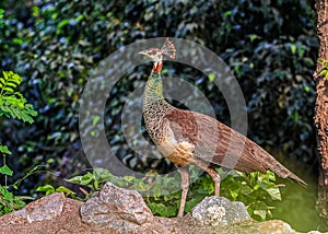 Peahen standing on a wall