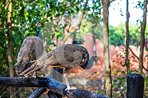 Peahen photo