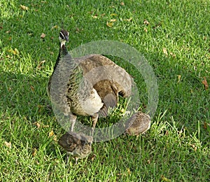 Peahen walking with peachicks on green grass