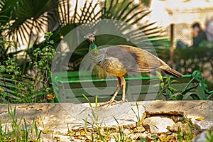 A Peahen walking on a wall