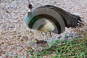 Peahens babies