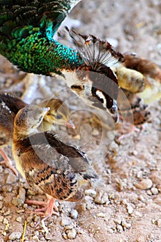 Peahens babies
