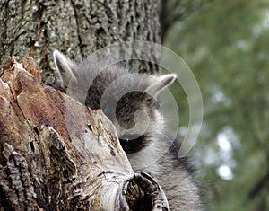 Peak a Boo Raccoon