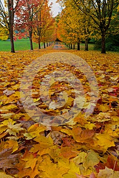 Peak Fall Colors in Oregon Tree Lined Street USA